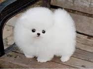 Bellissimi cuccioli di Volpino Pomerania