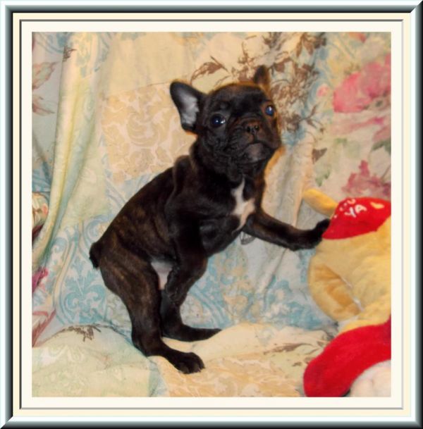 Bellissime Cuccioli di bulldog francese