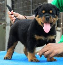 Adorabili cuccioli di rottweiler femminucce e maschietti disponibili per l'adozione 