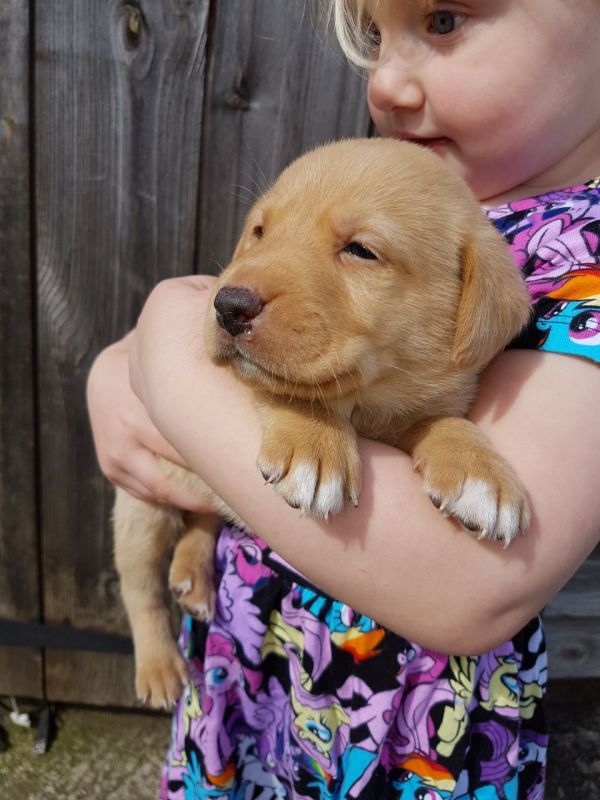 Regalo Labrador Disponiamo di una cucciolata di Labrador, i cuccioli verranno Dato dopo 90 giorni da