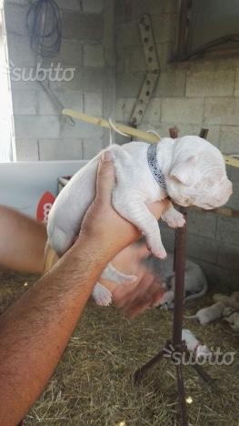 Cuccioli Dogo Argentino