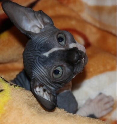 Gattini di Sphynx   per adozione ( regalo  )