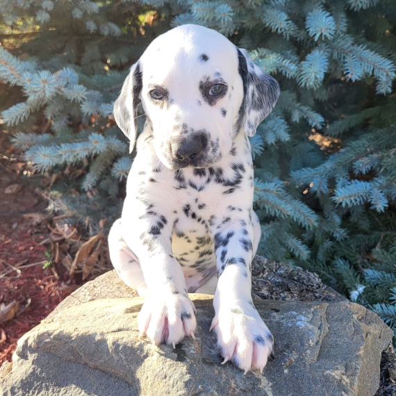 Regalo abbiamo cuccioli di dalmata