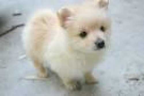 Micro Teacup Ice White Pom Disponibile