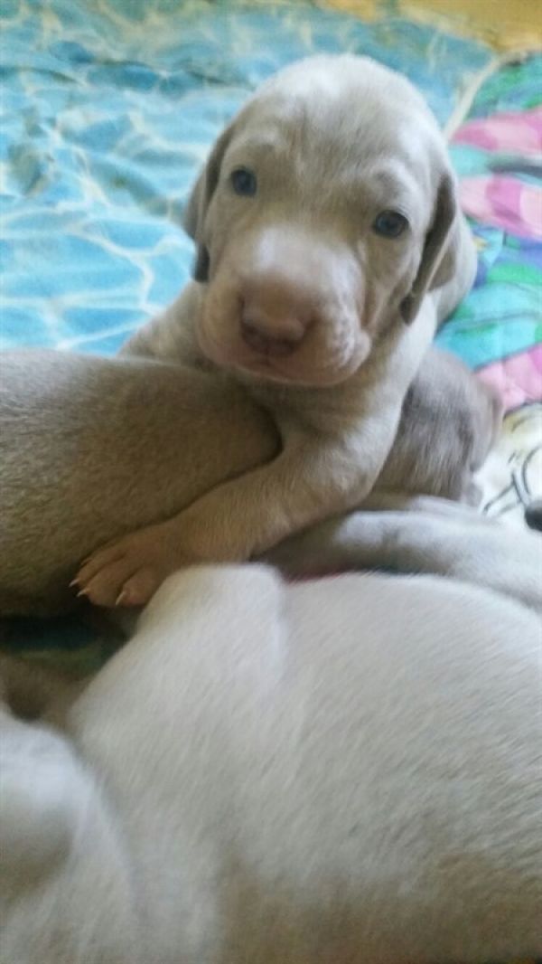 Weimaraner cuccioli