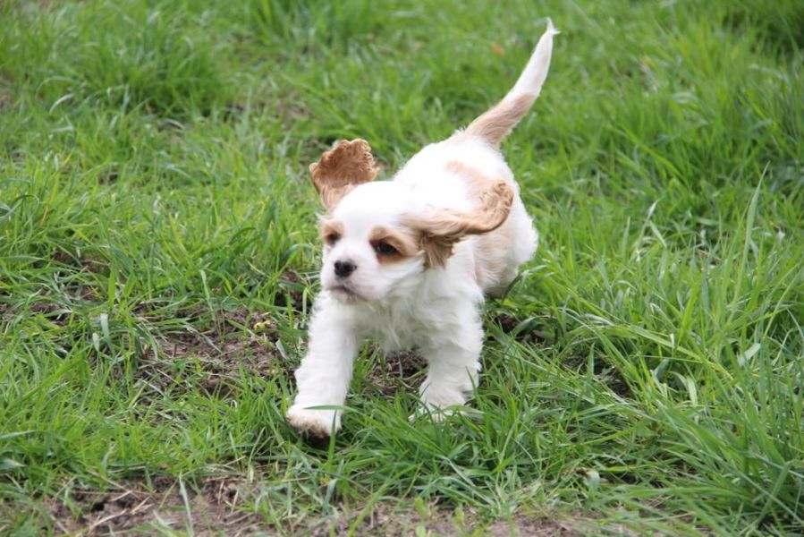  cuccioli di shetland per adozione ( maschio e femmina )