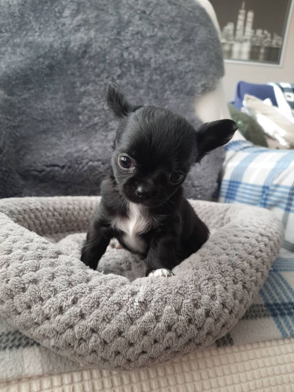   Chihuahua cuccioli introvabili cuccioli di Chihuahua intelligenti e dolcissimi attaccati al padron