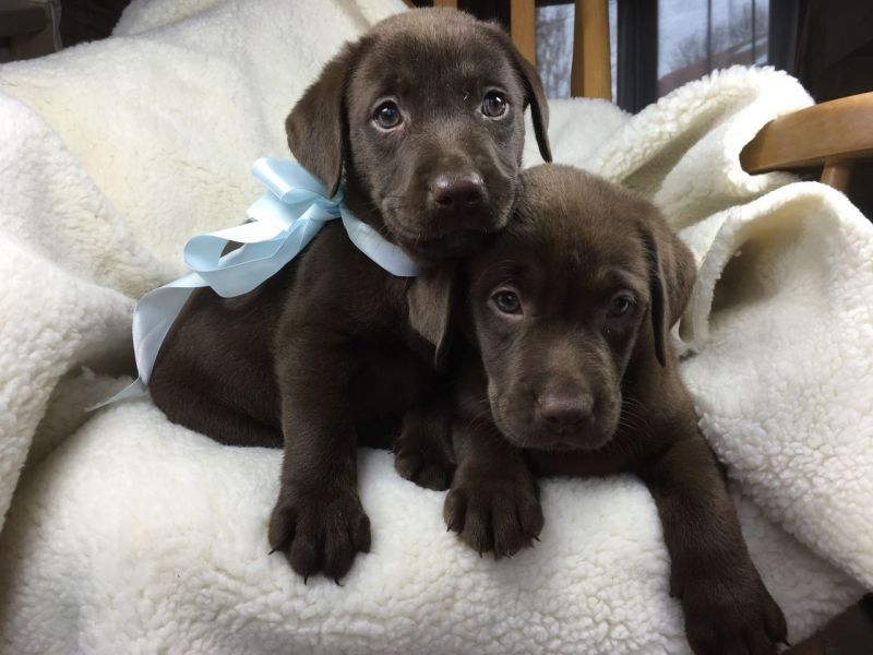 Cuccioli di Labrador Retrievers