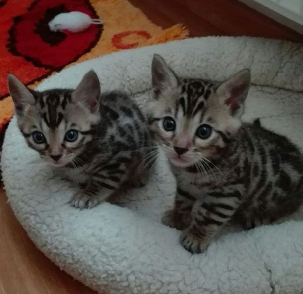 Molto bella e sani gattini bengala per adozione maschi e femmine disponibili (gratis)