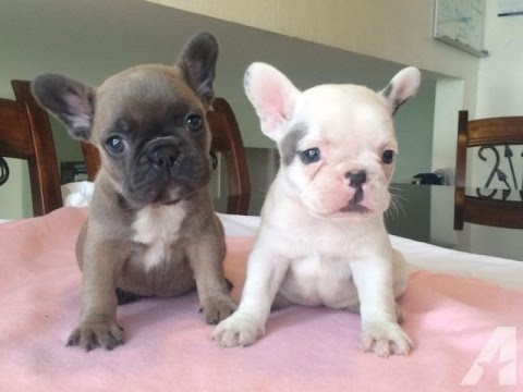 Bulldog FRANCESE 