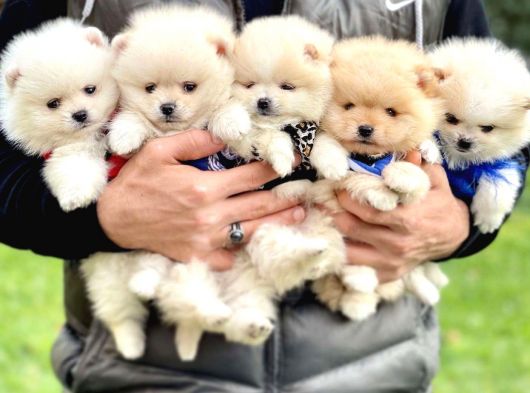 Cucciola di spitz nano Pomerania