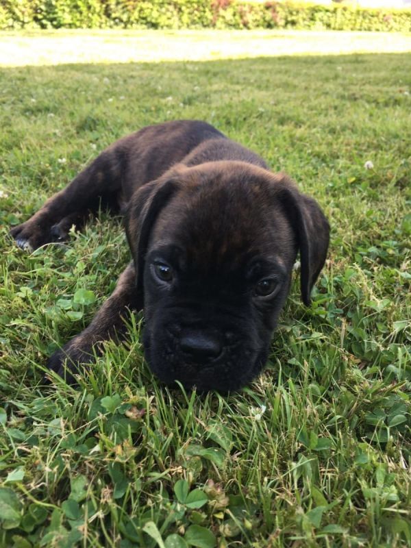 Cuccioli di Boxer ( per regalo )