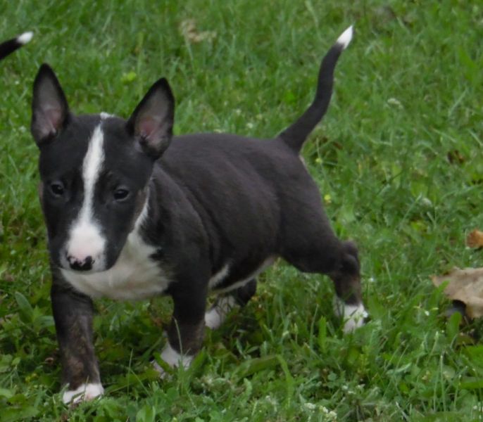  regalo cuccioli di bull terrier disponibili per l'adozione