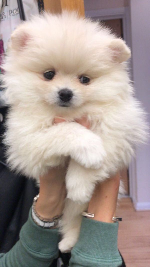 Regalo Volpini cuccioli di pomerania