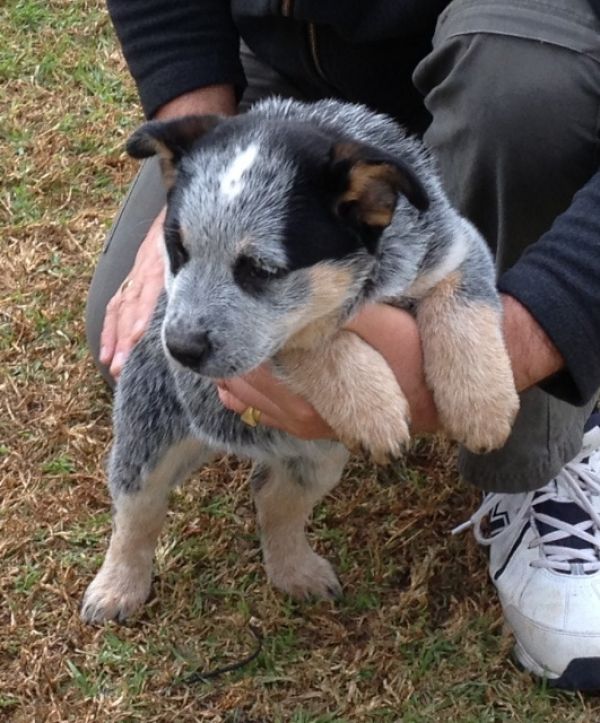  Regalo cuccioli di cane Australian Cattle per l'adozione
