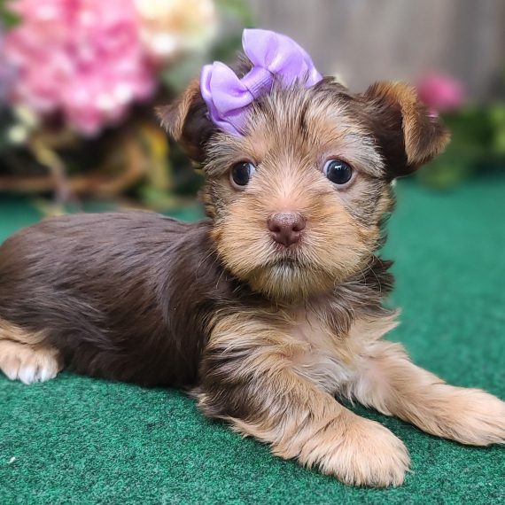 Regarlo Yorkshire cuccioli EMAIL (canine.boutique.pro@gmail.com)