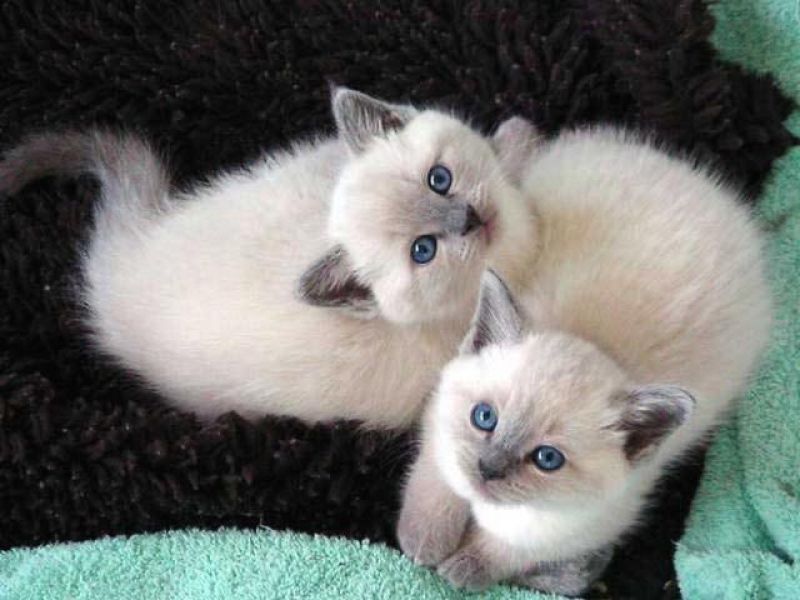 Gattino bambino Siamese