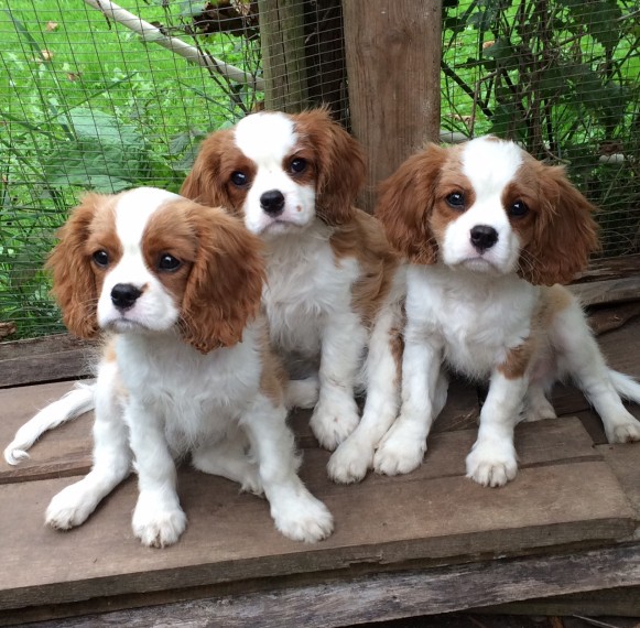  regalo cavalier king cuccioli meravigliosi !