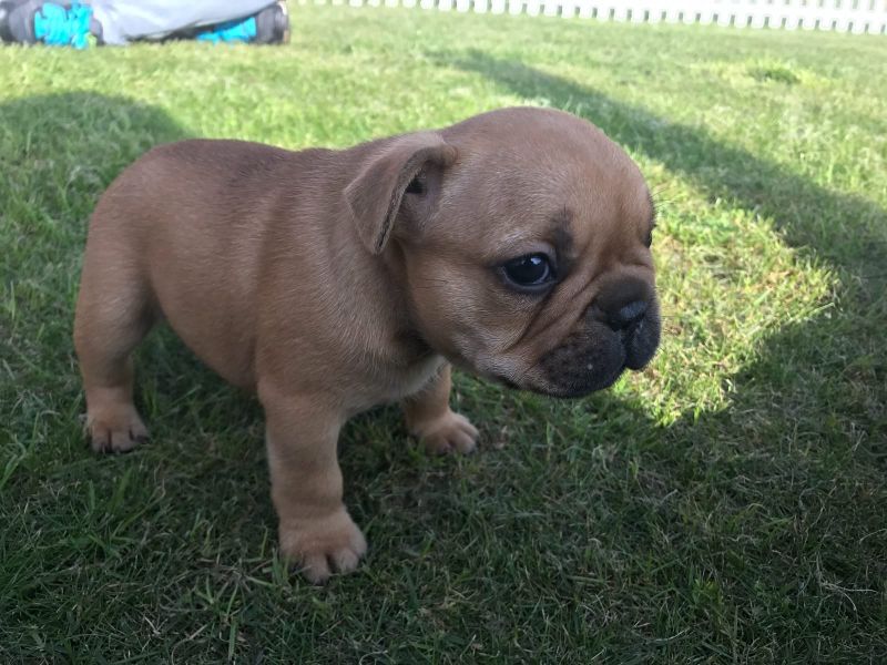  cuccioli di Bulldog Francese  ( Gratis )