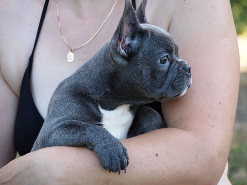  Adorabili cuccioli di Bulldog Francese femminucce e maschietti disponibili per l'adozione gratuita 