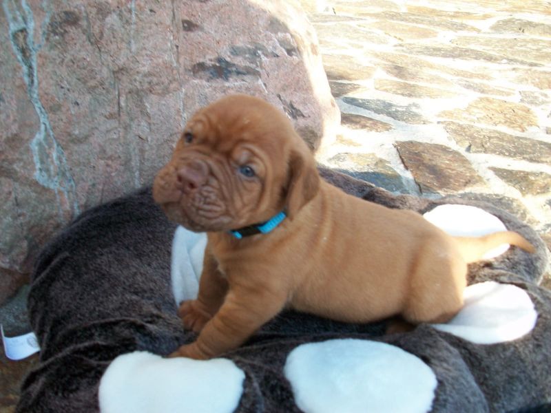 Molto bella e sani  cuccioli di dogue bordeaux  per adozione maschi e femmine disponibili (gratis) 