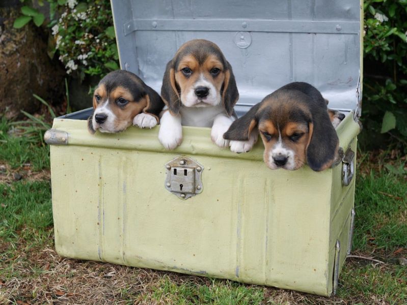 Regalo Cucciolo di Beagle in pronta consegna i cuccioli verranno Dato dopo 90 giorni dalla nascita, 