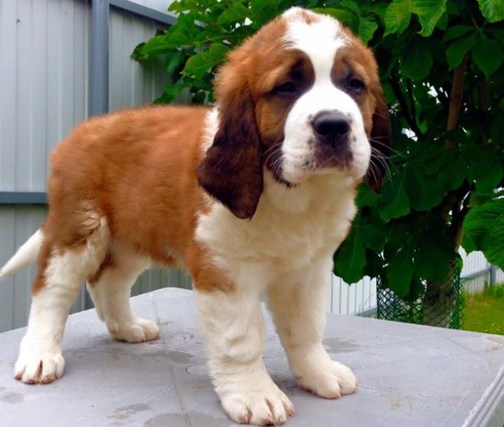 Regalo adorabili cuccioli  san bernardo  femminucce e maschietti disponibili