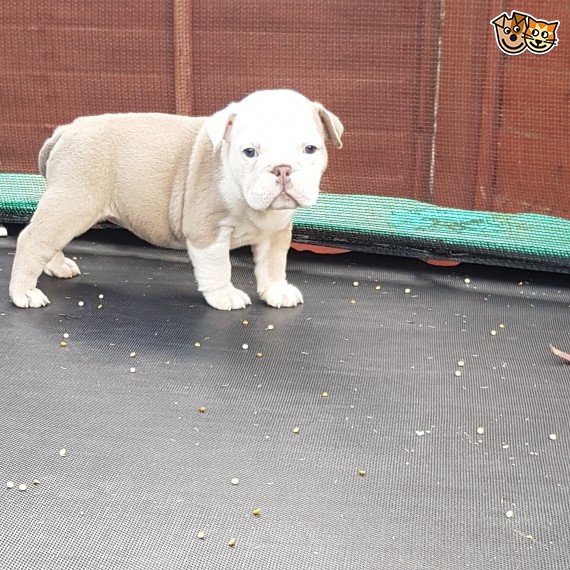 Regalo Bulldog inglese cuccioli disponibili