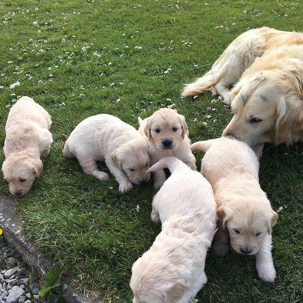 REGALO Golden retriver cuccioli Abbiamo disponibili cuccioli con garanzia,almeno 2 vaccinazioni, mic