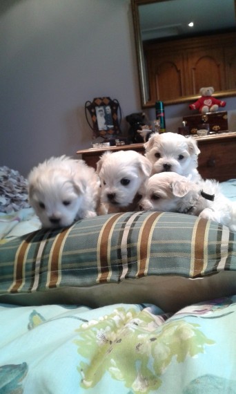 Cuccioli maltese mini toy con pedigree 