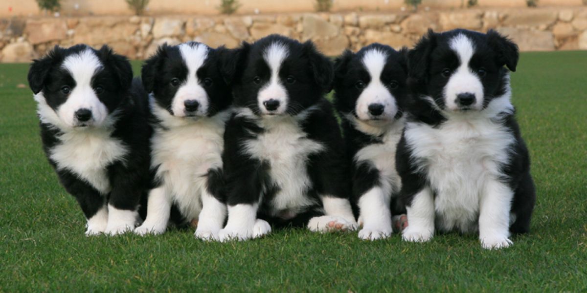 Adorabili cuccioli di border collie femminucce e maschietti