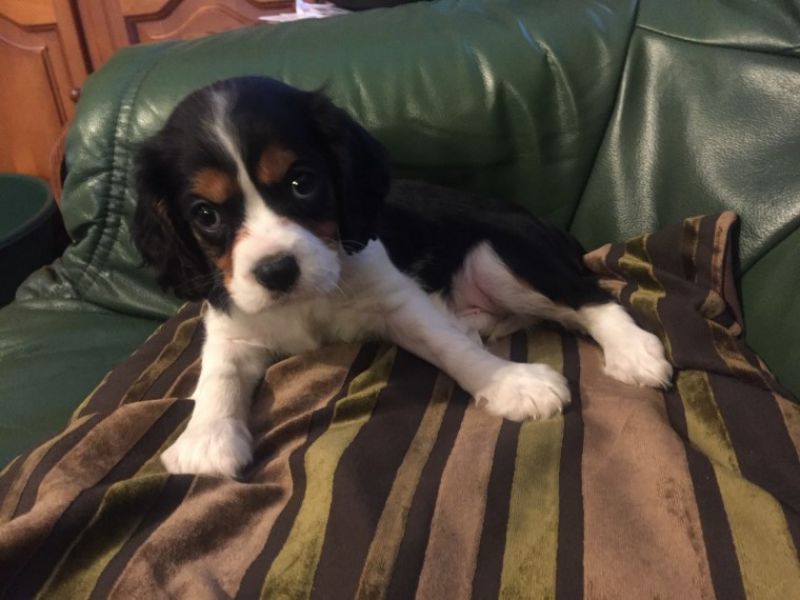 Cuccioli di cavalier king disponibili