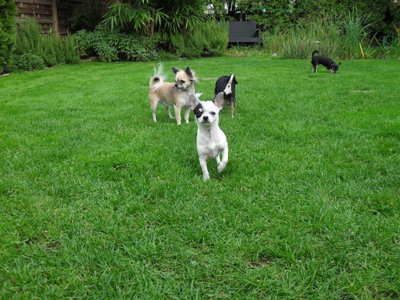  regalo cuccioli di chihuahua disponibili per l'adozione