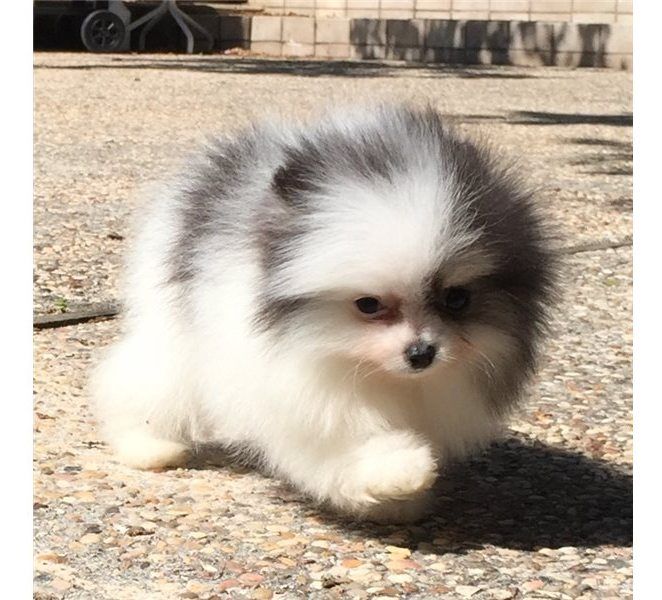 Offriamo ottimi cuccioli di Volpino di Pomerania 2 Maschietti e 1 Femminucce, 