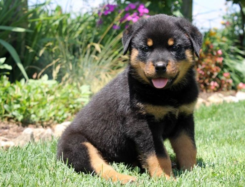 Molto bella e sani  cuccioli di doberman  per adozione maschi e femmine disponibili (gratis) 