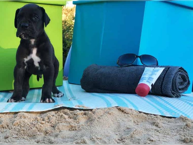 Cuccioli di Alano per adozione ( maschio e femmina )