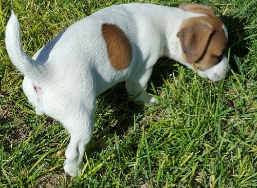 Cuccioli di jack russel per adozione ( maschio e femmina )