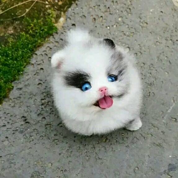  cuccioli di Volpino di Pomerania