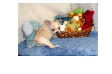 Cuccioli di bulldog francesi sull'adozione