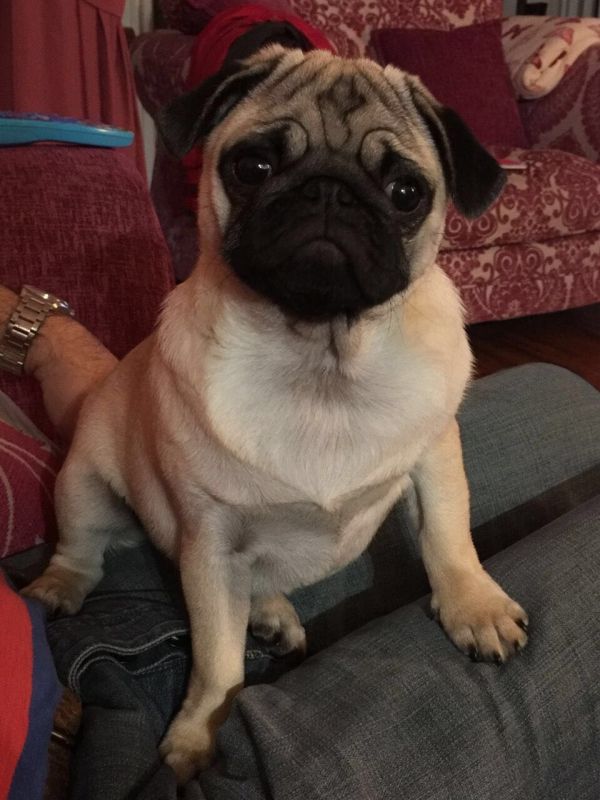 Bellissimi cuccioli carlino
