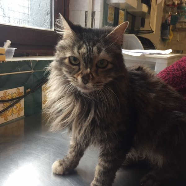 Vittoria, micia in cerca di casa
