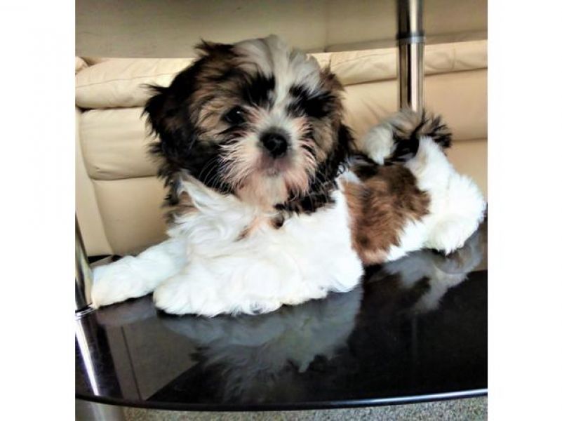 Fantastici piccoli cuccioli di shih disponibili per natale.