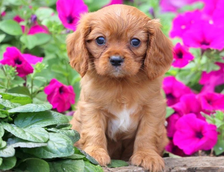 Regalo Cavalier King