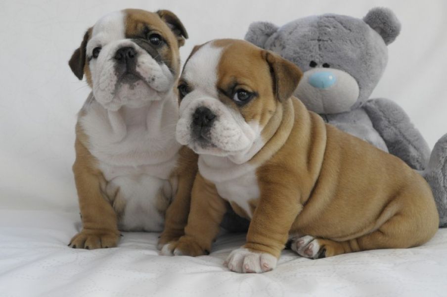 Regalo Bulldog inglese cuccioli disponibili