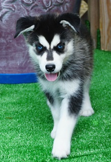 Regalo cuccioli di Siberian Husky