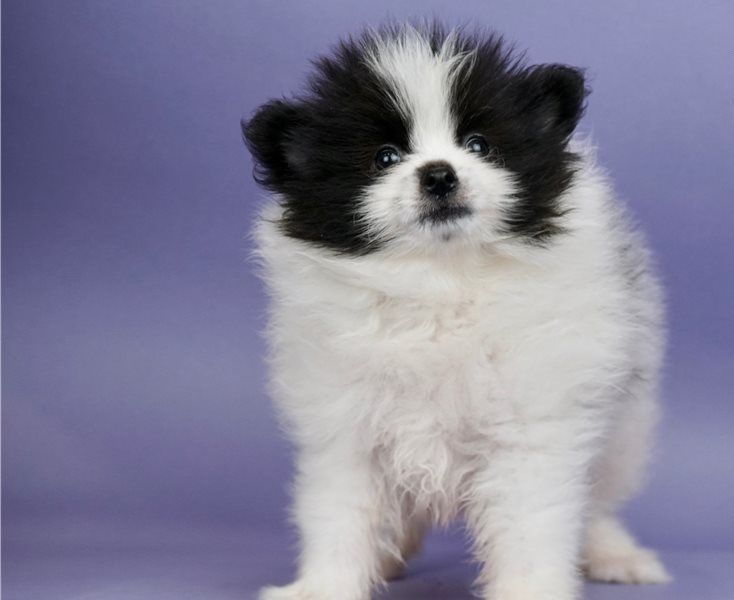 Volpino di pomerania cuccioli