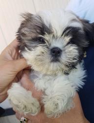 Shih tzu tricolore di piccola taglia