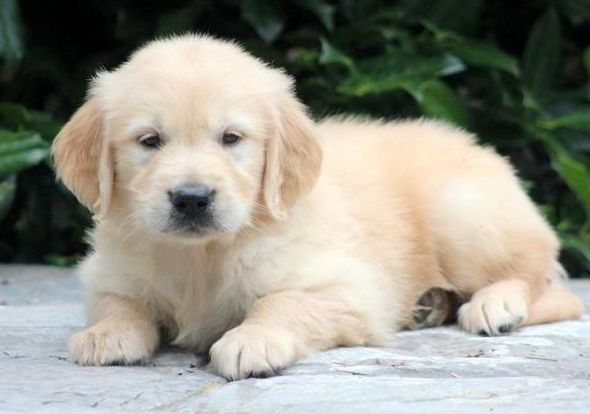 Cuccioli di golden retriever  per adozione ( maschio e femmina )