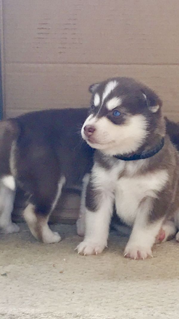 Cuccioli di Husky siberiano