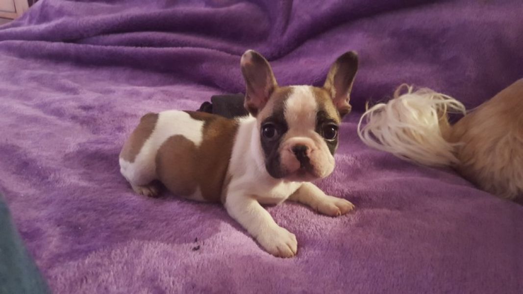 REGALO Cuccioli di Bulldog Francese